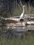Great Egret 5042